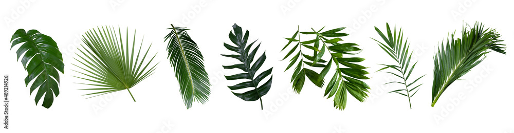 Beautiful green palm leaf isolated on white background with for design elements, tropical leaf, summer background,clipping path.  - obrazy, fototapety, plakaty 