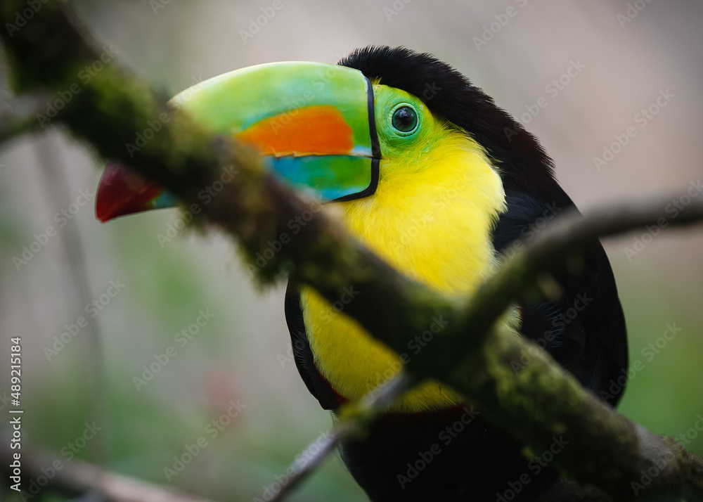 Fototapeta premium Exotic wild bird in Costa Rica. Keel-billed Toucan perched on a jungle tree branch.
