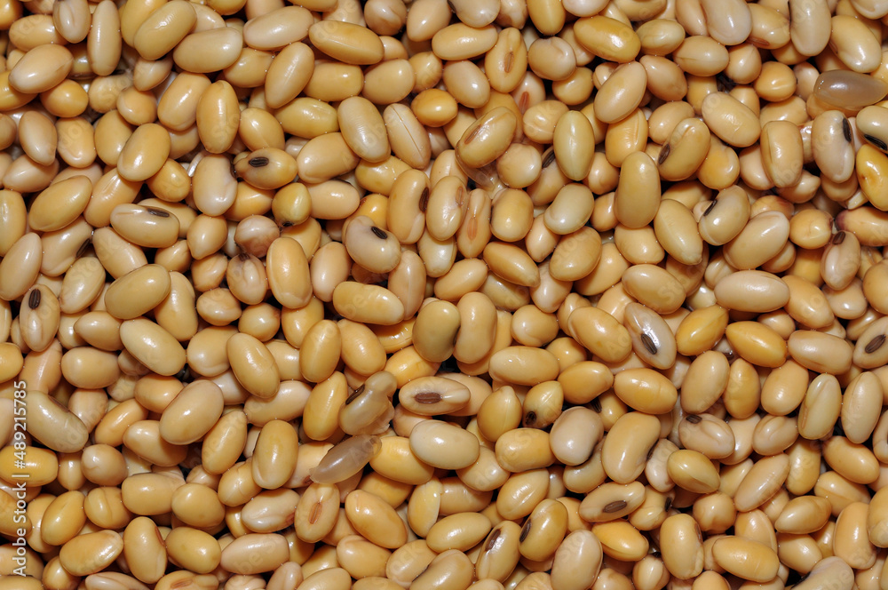 Closeup of soybean background, Top view of soybeans Closeup of soybean background, Top view of soybeans