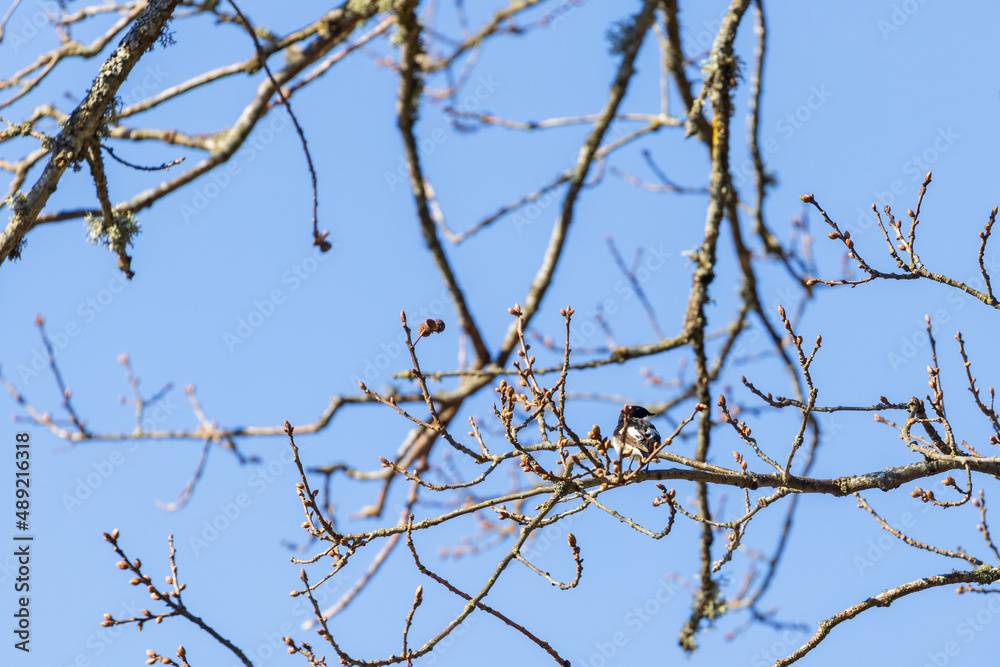 Pied flycatcher sitting on a tree branch Pied flycatcher sitting on a tree branch