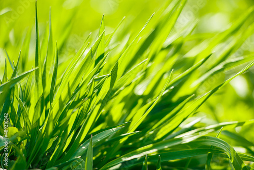 Young green fresh grass in spring. Greenery in the sun. Abstract natural background.