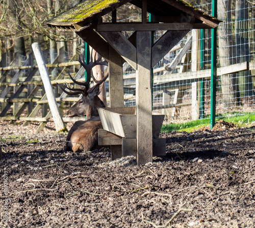 Hirsch auf der Pirsch  photo