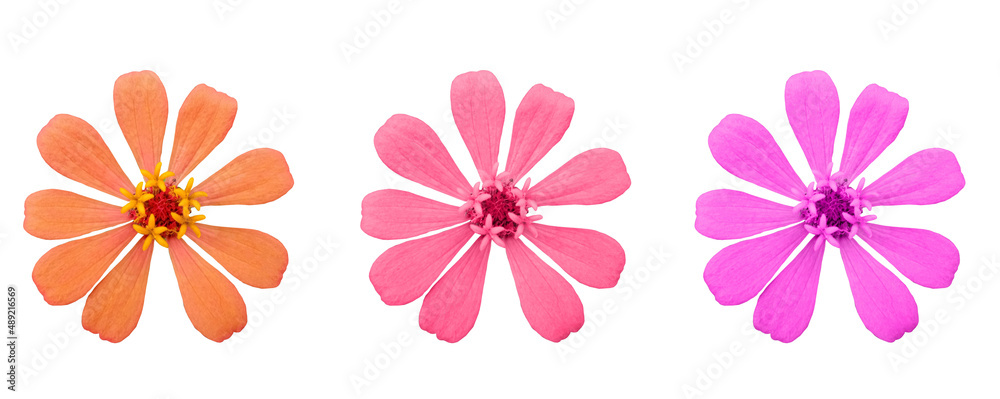 Top view, Pattern set three color zinnia flower blossom bloom isolated on white background for stock photo. collage floral head, decoration design bouquet Top view, Pattern set three color zinnia flower blossom bloom isolated on white background for stock photo. collage floral head, decoration design bouquet