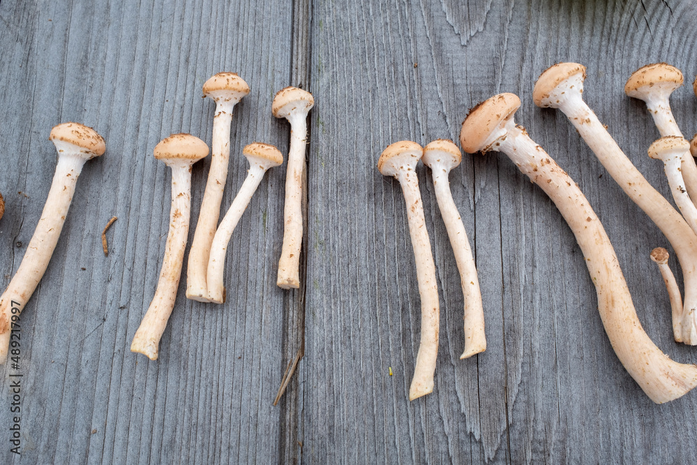 Fresh harvest honey mushrooms on a wooden table background. Still life with mushrooms for publication, poster, screensaver, wallpaper, postcard, banner, cover, post Fresh harvest honey mushrooms on a wooden table background. Still life with mushrooms for publication, poster, screensaver, wallpaper, postcard, banner, cover, post