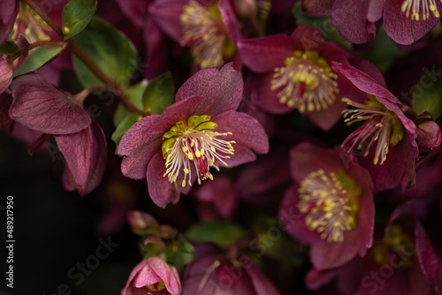 Flowers of burgundy hellebore