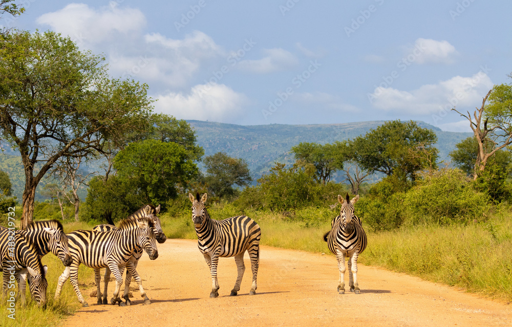 Dazzle of cute zebras in the Kruger national park on a sunny day - obrazy, fototapety, plakaty 