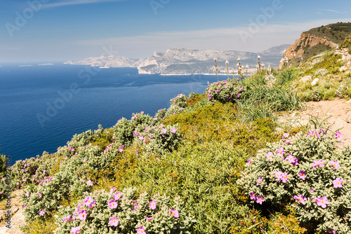 Baie en méditerranée et calanques depuis un point haut avec la végétation de printemps, garrigue avec cistes et asphodèles. Baie de Cassis depuis le Cap Canaille. photo