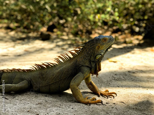 iguana on the rock © Nidia