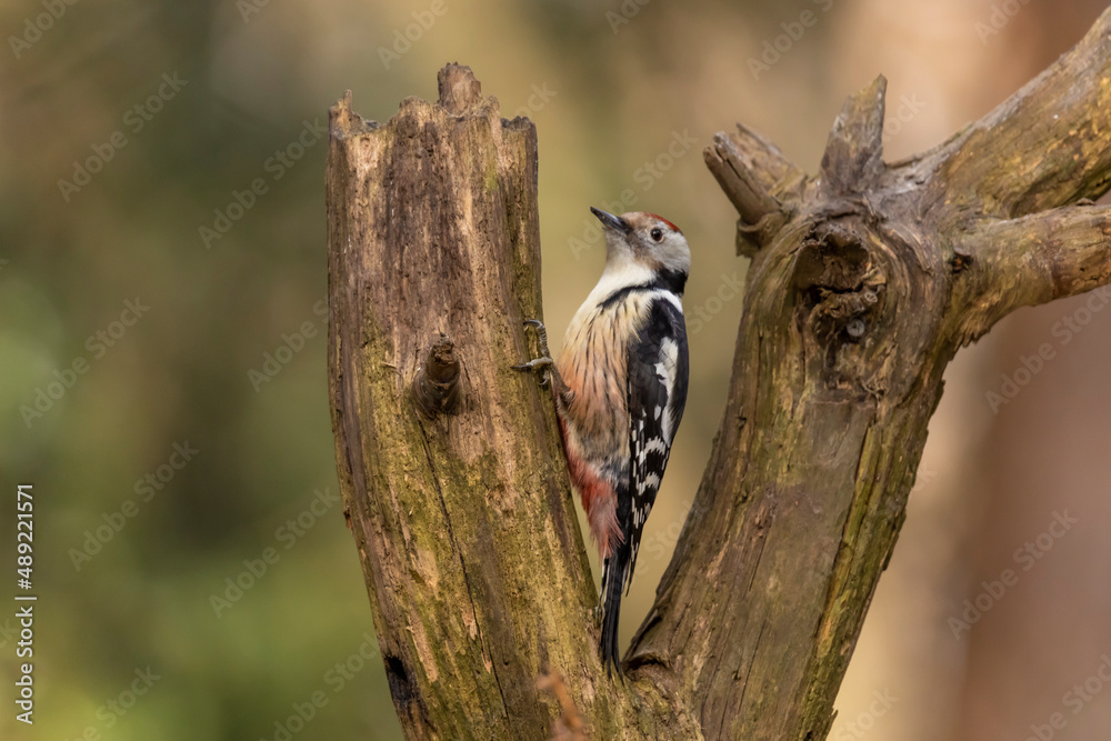 middle spotted woodpecker, Leiopicus medius middle spotted woodpecker, Leiopicus medius