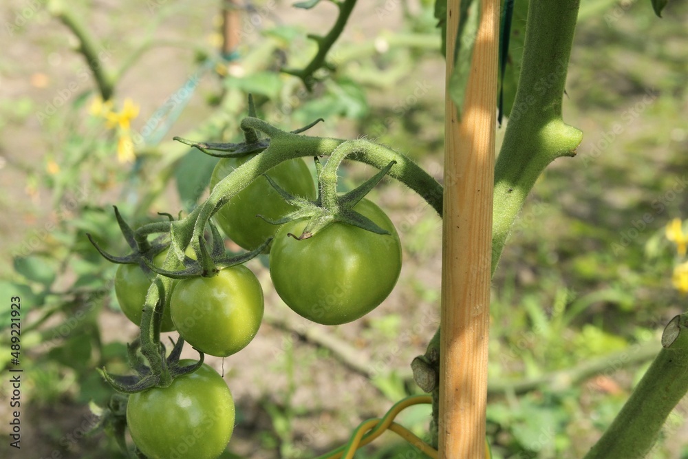 a bunch of fresh green tomatoes at a tomato plant with a wooden stick in the  vegetable garden in summer closeup