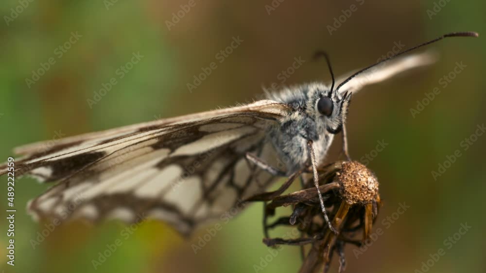 A beautiful butterfly is resting on a dandelion flower, the wind is slightly moving its wings, very close-up with a beautiful background blur A beautiful butterfly is resting on a dandelion flower, the wind is slightly moving its wings, very close-up with a beautiful background blur