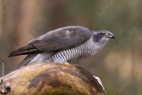 Hawk, Goshawk. Accipiter gentilis