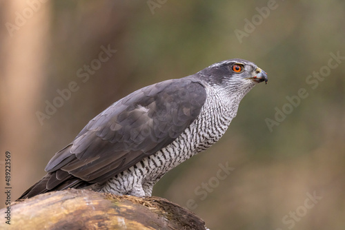 Hawk, Goshawk. Accipiter gentilis