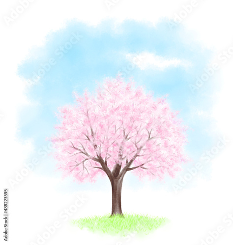A cherry blossom tree and a blue sky drawn with digital watercolor © 虹見