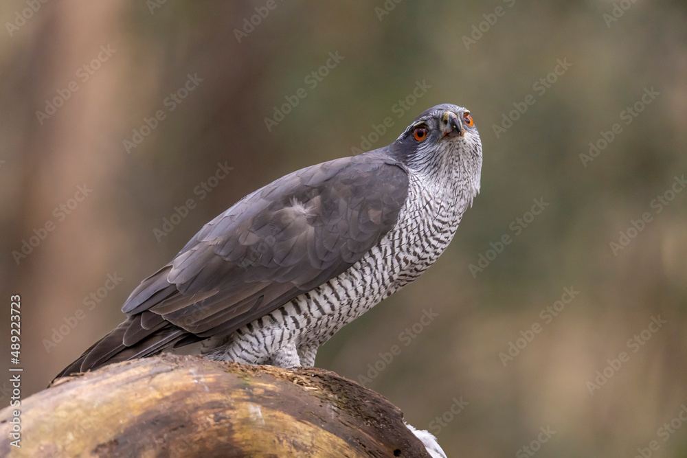 Hawk, Goshawk. Accipiter gentilis