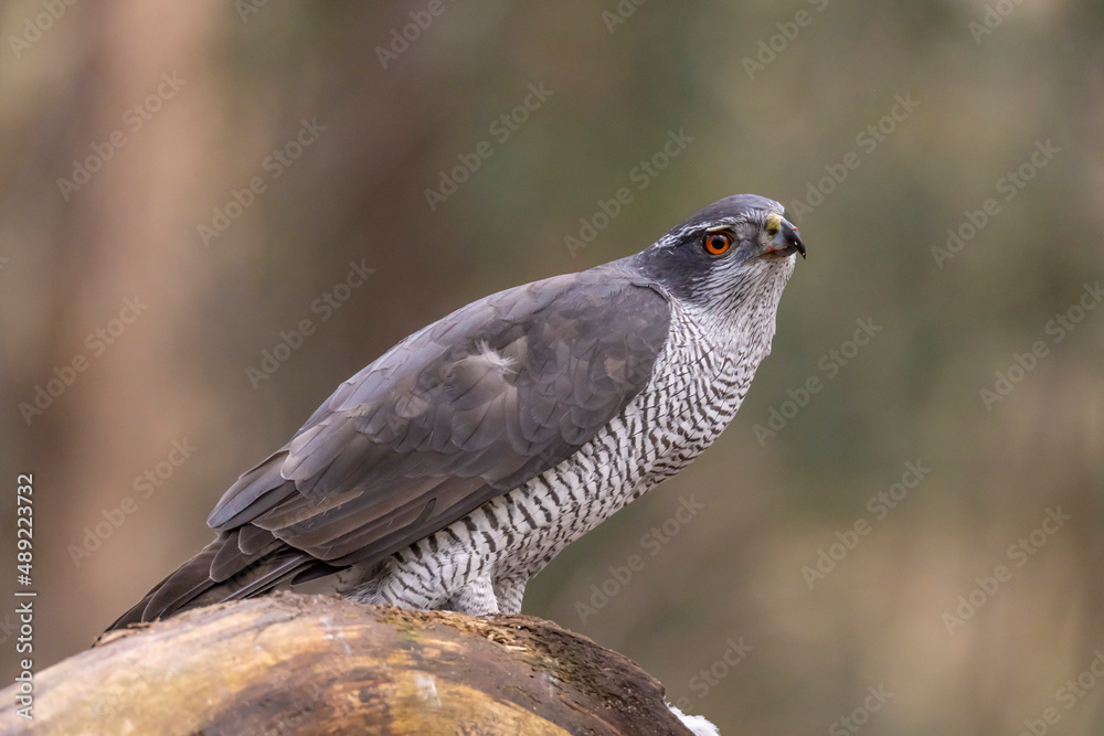 Fototapeta premium Hawk, Goshawk. Accipiter gentilis