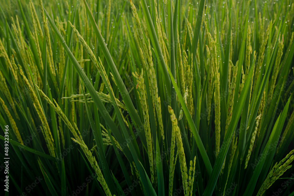 beautiful view of the green rice fields on a sunny morning beautiful view of the green rice fields on a sunny morning