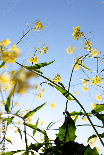 yellow flowers on blue sky