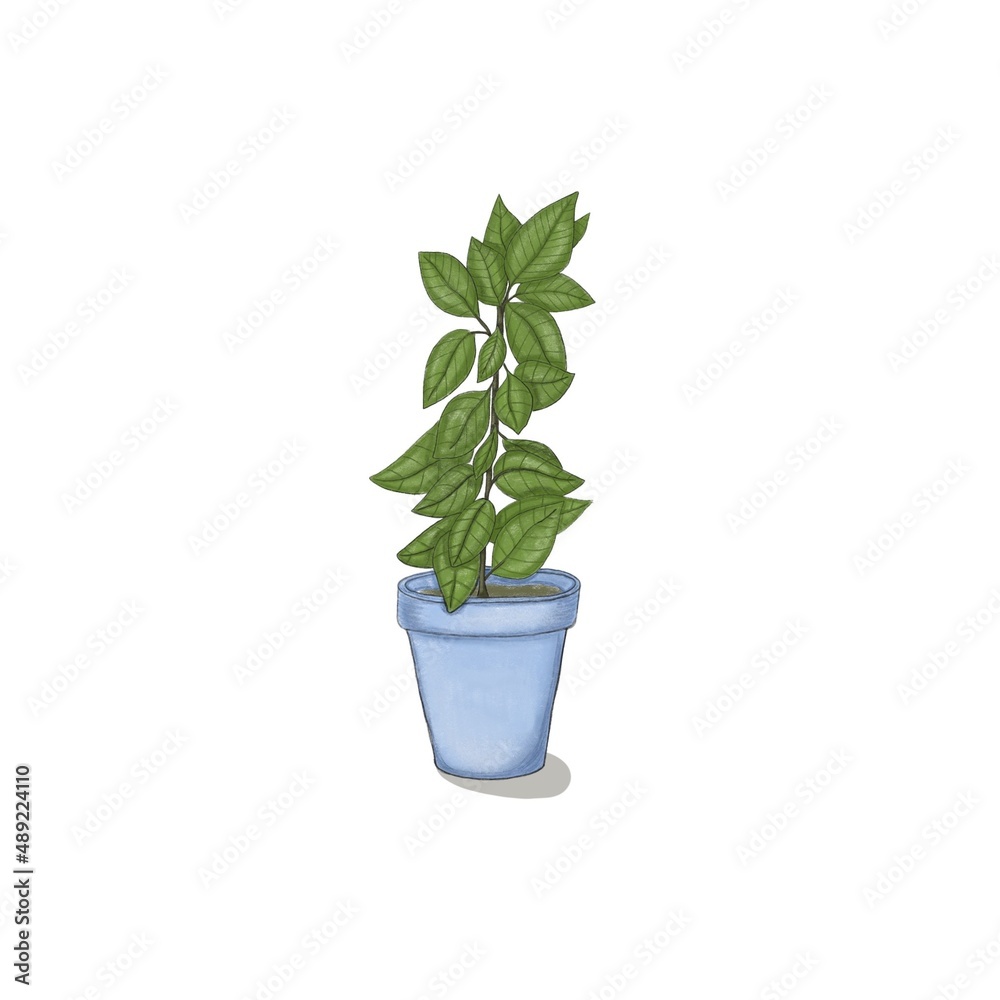 Green ficus plant in a blue pot on a white background Green ficus plant in a blue pot on a white background