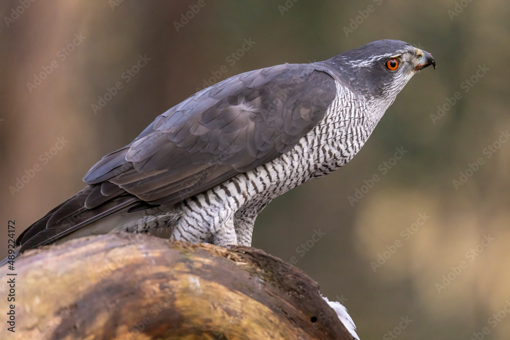 Obraz premium Hawk, Goshawk. Accipiter gentilis