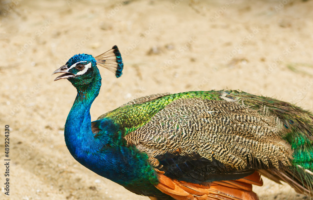 A Beautiful Male indian peacock with wings A Beautiful Male indian peacock with wings
