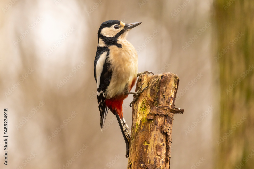Great spotted woodpecker, Dendrocopos major Great spotted woodpecker, Dendrocopos major