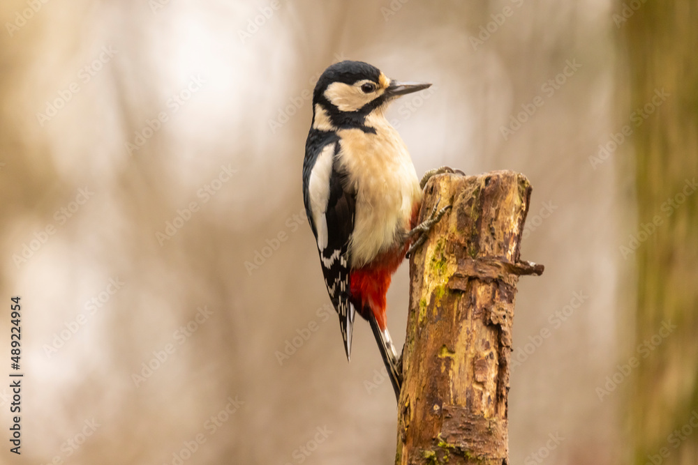 Fototapeta premium Great spotted woodpecker, Dendrocopos major