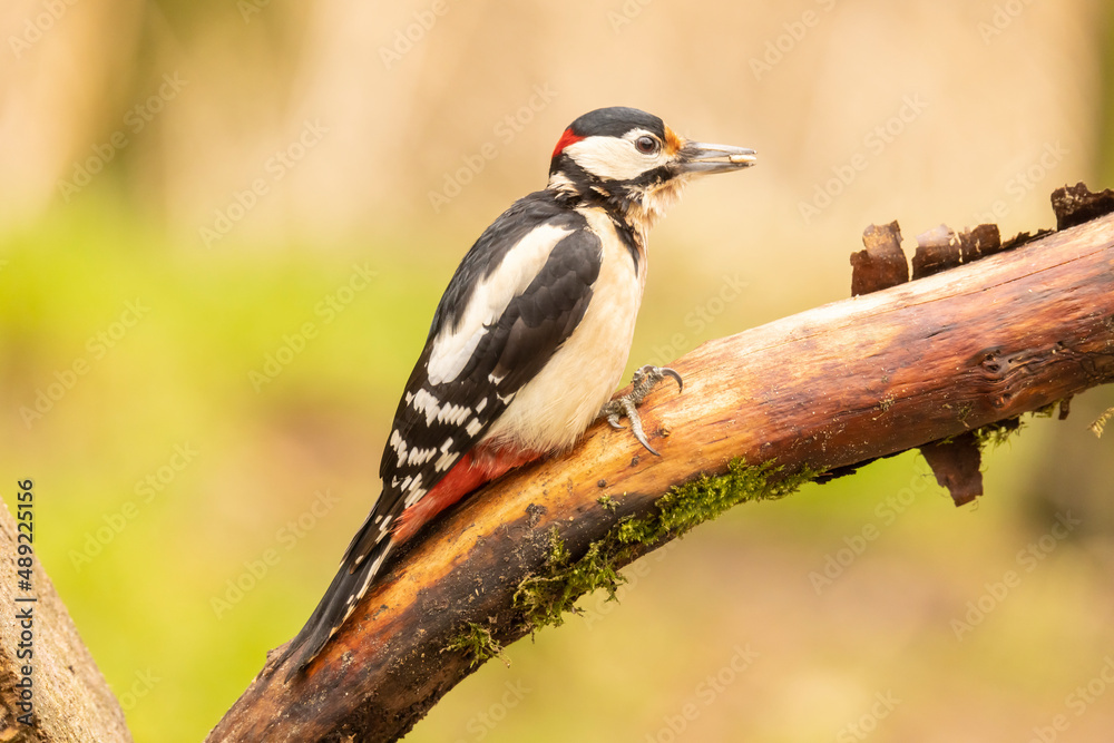 Great spotted woodpecker, Dendrocopos major Great spotted woodpecker, Dendrocopos major