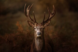 Stag in forest
