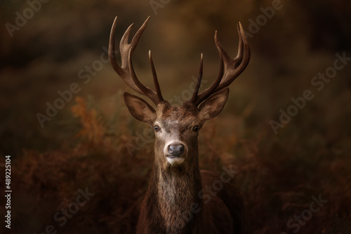 Stag in forest photo