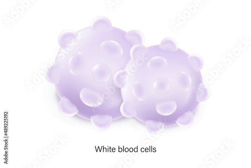 White blood cells. Leukocyte on white background.