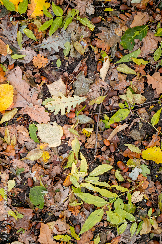 Background of colorful autumn leaves on forest floor