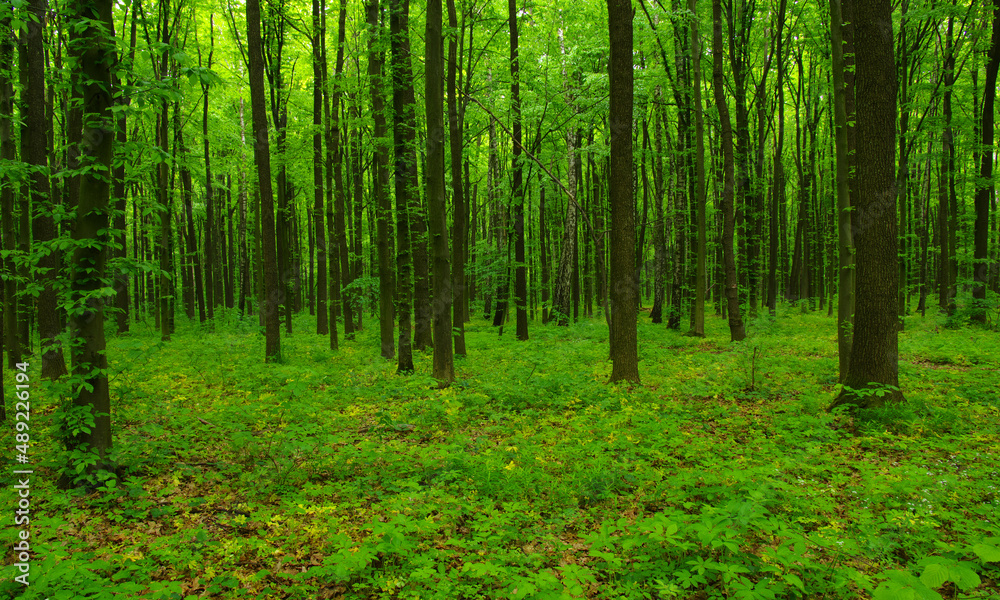 Forest trees in spring Forest trees in spring