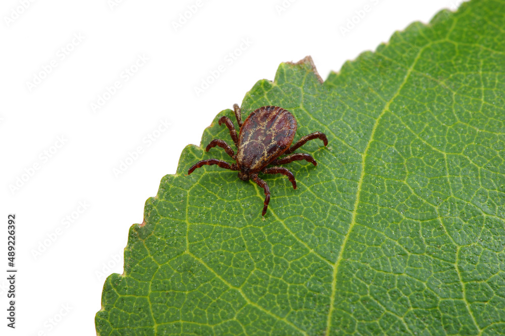 Tick insect sitting on a green leaf Tick insect sitting on a green leaf