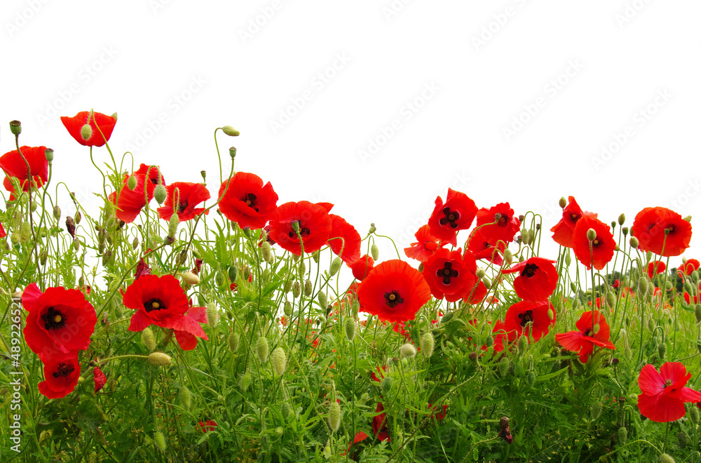 Fototapeta premium red poppies on white