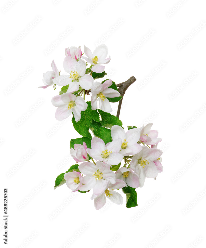 Apple flower isolated on a white Apple flower isolated on a white