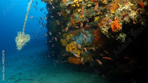 anthias fish school underwater around a big rock full of yellow sponges mediterranenan habitat photo