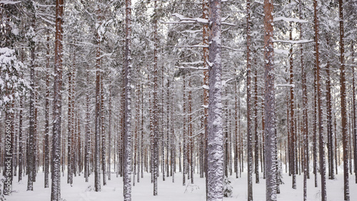 Tree plantation in northern Sweden