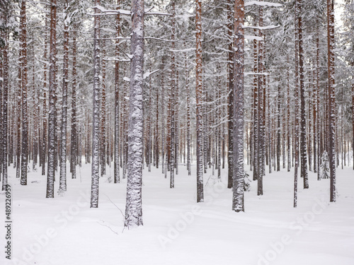 Swedish tree plantation in northern Sweden
