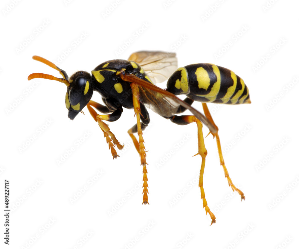 wasp isolated on white