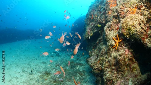 anthias fish school underwater around a big rock full of yellow sponges mediterranenan habitat photo