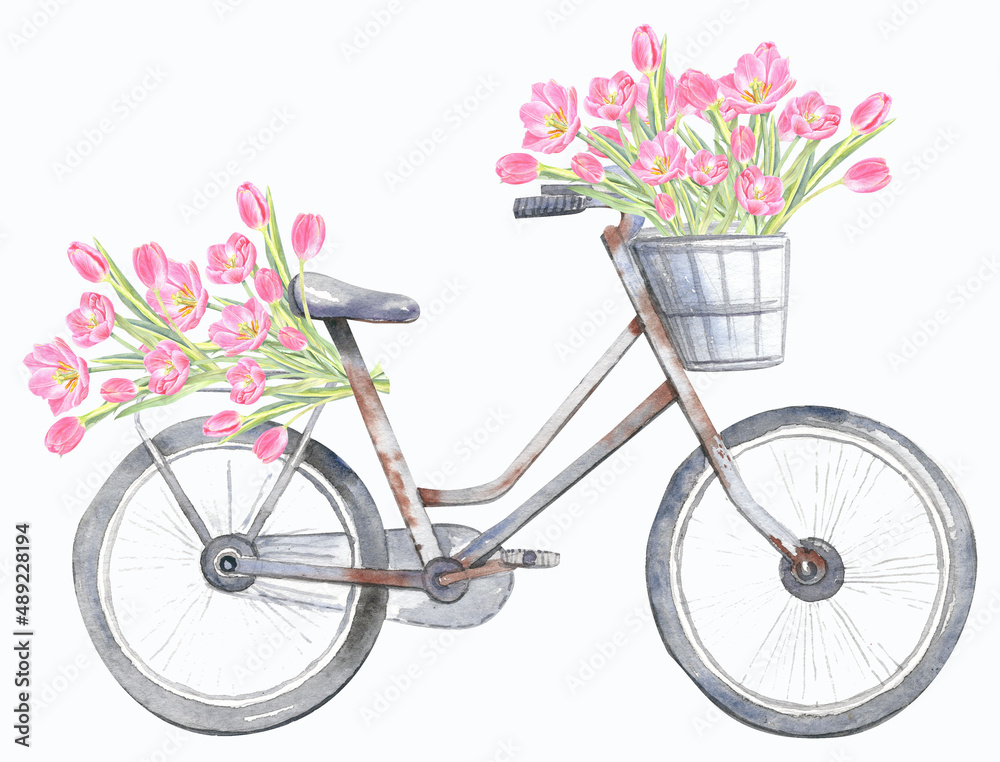 Pink tulips, pastel flowers, spring floral bloom, vintage bicycle.  Cards design.  Isolated element on a white background. Hand painted in watercolor.