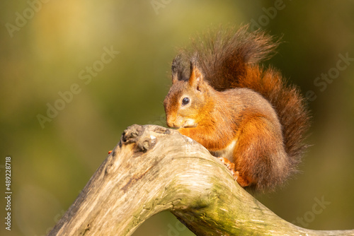 Squirrel, Red Squirrel © Gert Hilbink