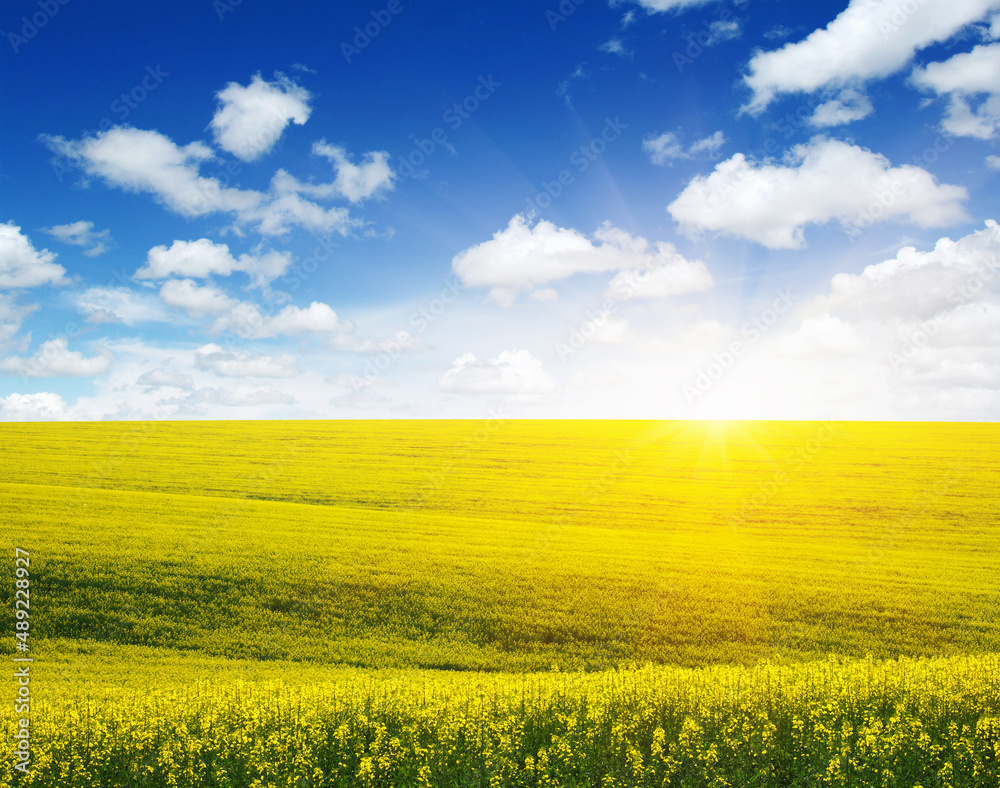 golden field on sky golden field on sky