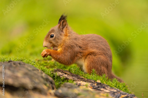 Squirrel  Red Squirrel