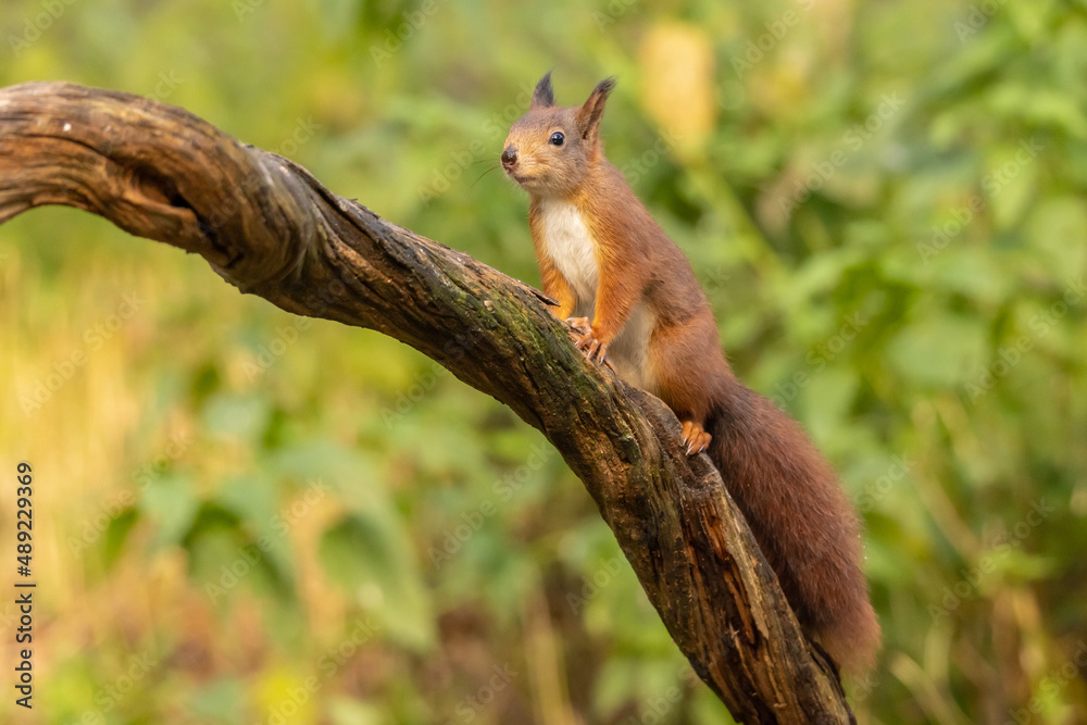 Naklejka premium Squirrel, Red Squirrel