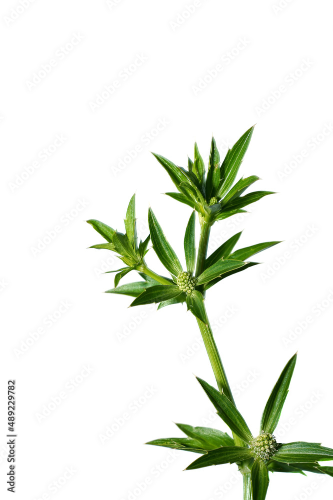 Fototapeta premium Close up Culantro, Long coriander, Sawtooth coriander flower on white background with soft shadow.
