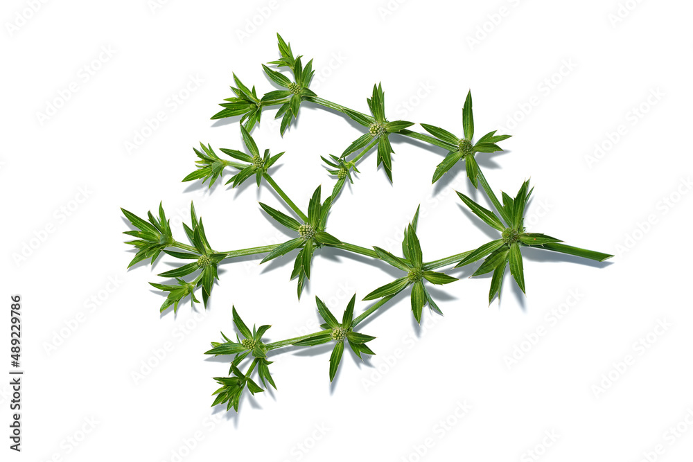 Close up Culantro, Long coriander, Sawtooth coriander flower on white background with soft shadow. Close up Culantro, Long coriander, Sawtooth coriander flower on white background with soft shadow.