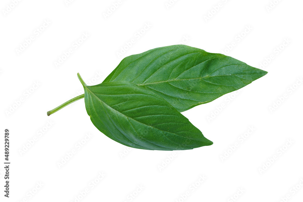 Obraz premium Close up Sweet Basil leaf on white background.