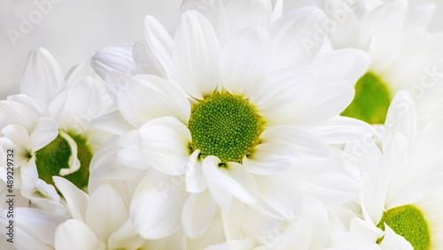 White daisies close up on a light background